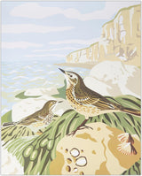 Natural History Museum Paint By Numbers 50cm x 40cm - Rock Pipit